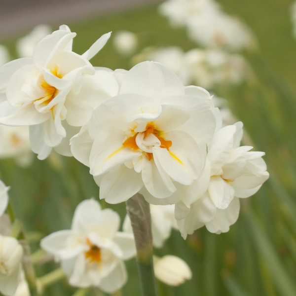 Daffodil Bulbs - Winston Churchill